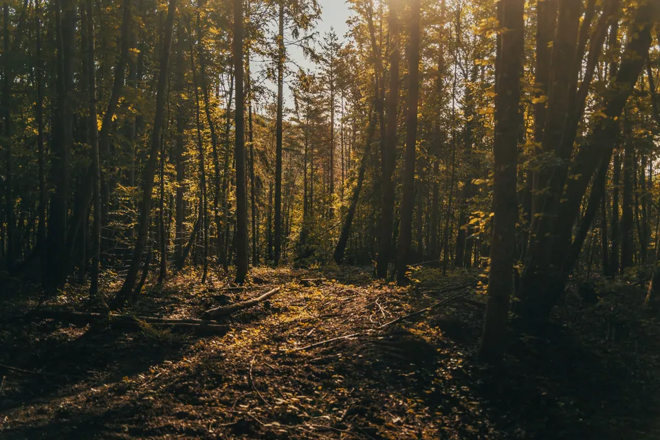 Il bosco dell’allevamento