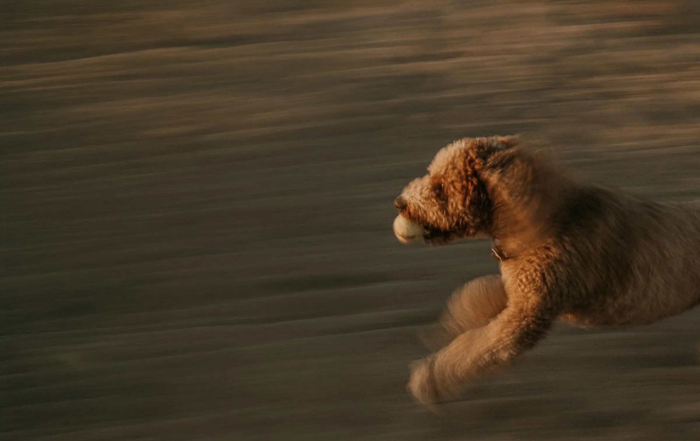 I nostri cani nei prati